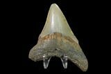 Fossil Megalodon Tooth - North Carolina #130039-2